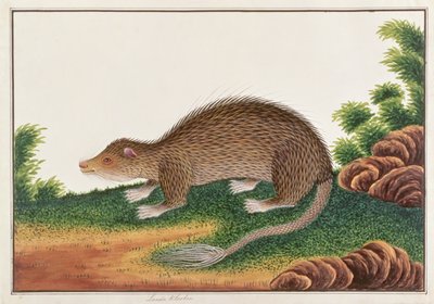Brush-tailed Porcupine, from Drawings of Animals, Insects and Reptiles from Malacca by Chinese School